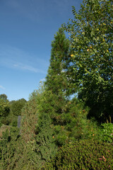 Lush Green Autumn Foliage on an Evergreen Conifer Japanese Umbrella Pine Tree (Sciadopitys verticillata) Growing in a Herbaceous Border in a Landscaped Garden in Rural Devon, England, UK