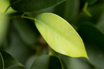 Ficus foliage. New light green leaves of the plant. Macro photo of a young ficus leaf. Green foliage