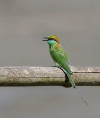 The Asian green bee-eater, also known as little green bee-eater, is a near passerine bird in the bee-eater family. 