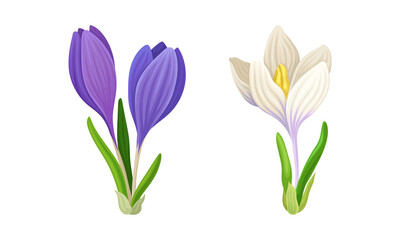 Beautiful crocuses set. First spring flowers vector illustration