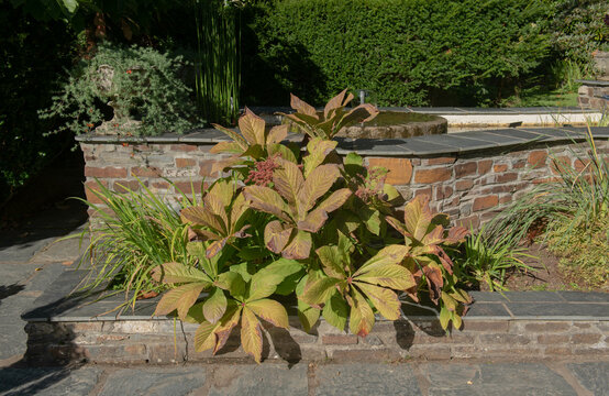 Autumn Colour on the Flowers Head and Bronze Leaves on a Herbaceous Perennial Rodgersia Plant (Rodgersia pinnata 'Pink Beauty') Growing by a Wall in a Garden in Rural Devon, England, UK