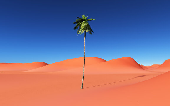 Palme in einer Sandwüste