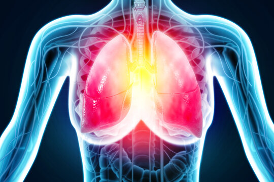 Human Respiratory System Lungs Anatomy. 3d illustration