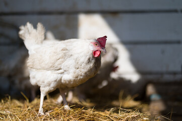 chicken on the farm