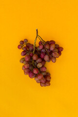 Grapes orange background. Creative flat layout vertical composition. Display demonstration of ripe red-pink wine for advertising purposes. The concept of winemaking, harvesting. Grape bunch close-up