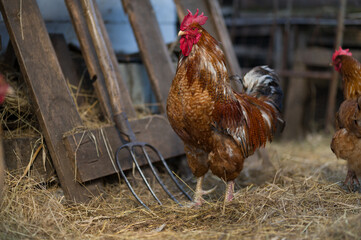 rooster in the farm