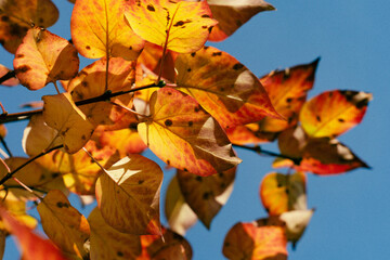 Autumn leaves of Syringa vulgaris (lilacs) seen towards the blue sky.