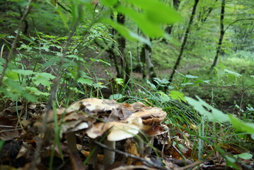 mushrooms in the forest