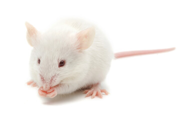 Souris albinos sur fond blanc