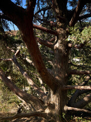 a branchy, bizarrely shaped juniper tree stands under the bright rays of the summer sun, the beautiful texture of the bark of the tree