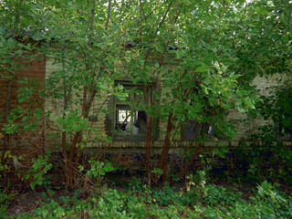 an old brick building, the window is broken, desolation, trees with green foliage grow near the wall