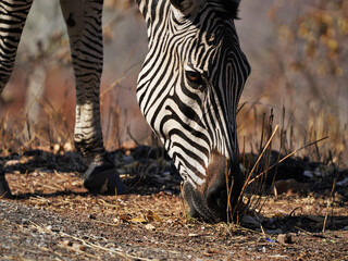 closeup zebra in the wild eating