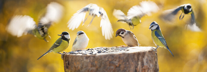 Group of little birds perching on a bird feeder