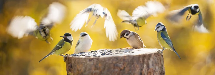 Zelfklevend Fotobehang Groep kleine vogels die op een vogelvoeder neerstrijken © Nitr