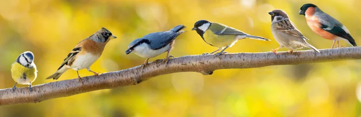 Foto op Plexiglas Groep van verschillende vogeltjes die op een tak van een boom zitten op de herfstachtergrond © Nitr