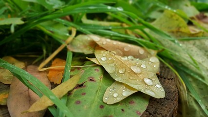 In autumn
raindrops on leaf