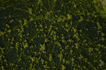 green mold bubbles on the water surface close-up, texture
