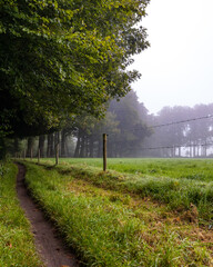 Footpath into the woods