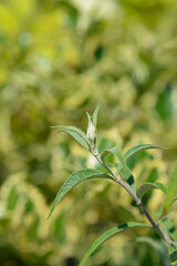 Summer lilac Nanho Blue