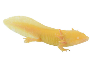 Axolotl albinos sur fond blanc