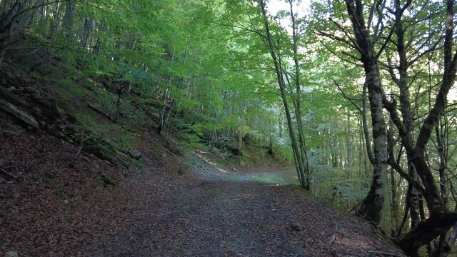 Irati forest or jungle in autumn, pine path. Ochagav&iacute;a, north of Navarra in Spain, 4k video