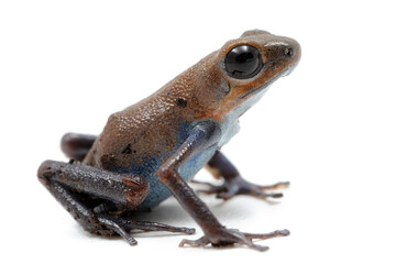 Oophaga pumilio, dendrobate fraise sur fond blanc