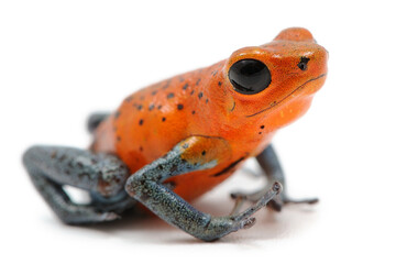 Oophaga pumilio, dendrobate fraise sur fond blanc