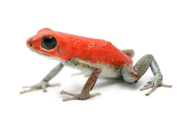 Oophaga pumilio, dendrobate fraise sur fond blanc