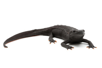 Tylototriton asperrimus, triton chinois sur fond blanc