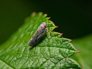 Small Cicada on plant leaf