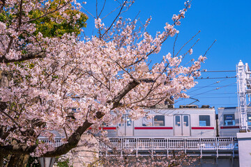 浅草・隅田公園の桜と陸橋を走る鉄道車両（2021年3月）