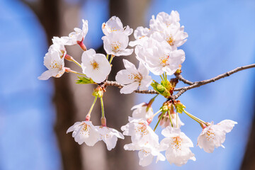 桜咲く隅田公園・青空に揺れる桜の花