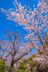 Obraz na płótnie Canvas 桜咲く快晴の隅田公園の風景（2021年3月）