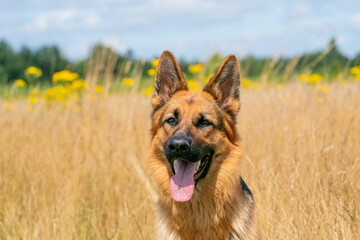 German Shepherd sitting outside in the high yellow reeds. Show his tongue. Yellow flowers and forest edge in the background