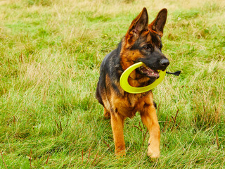 German Shepherd Dog (GSD) puppy