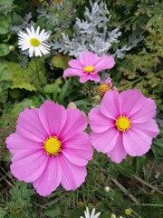 pale pink blooming Mexican aster, colored chamomile, cosmos or cosmea on a flower bed