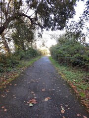 path in the woods