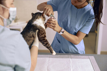 Asian veterinarian in blue uniform cuts cat claws while nurse holds pet in clinic