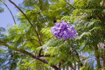 Jacaranda (Jacaranda mimosifolia) flowering in Los Angeles