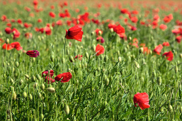 Field of Poppies in Sussex