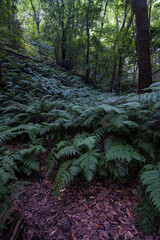 Green fern forest