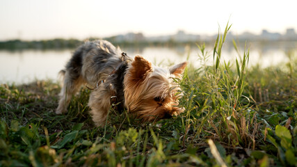 Yorkshire Terrier eats food from the palm of a little girl. Yorkshire terrier on the grass. Yorkshire terrier in the park. Dog portrait