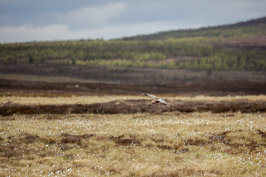 Eurasian Curlew (Numenius Arquata) Flying Over Scottish Moorland