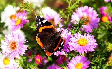 Chrysanthemum butterfly