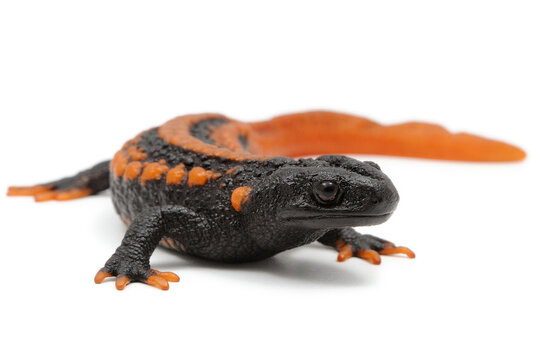 Tylototriton kweichowensis, triton chinois sur fond blanc