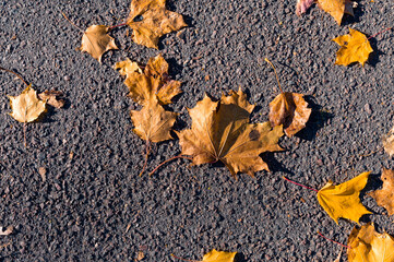 Autumn orange leaves on the asphalt. Beautiful autumn background