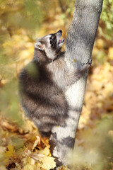 raccoon in the autumn forest
