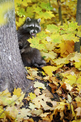raccoon in the autumn forest