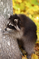 Obraz premium raccoon in the autumn forest