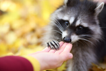 raccoon in the autumn forest - obrazy, fototapety, plakaty